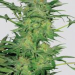 AK-48 - 5ks feminizovaná semínka Nirvana