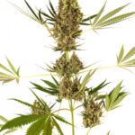 Alpine Delight CBD Automatic - samonakvétací semínka 3 ks