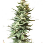Amnesia Fast - feminizovaná semínka 5 ks Seedsman