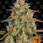 Amnesia Lemon – feminizovaná semínka 3 ks Barney´s Farm