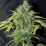 Amnesia - regular semena 10 ks Seedsman