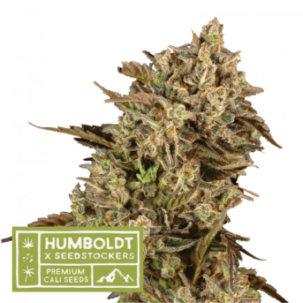 Apollo Black Cherry - feminizované semena konopí HumboldtXSeedstockers Apollo Black Cherry - feminizované semena konopí HumboldtXSeedstockers