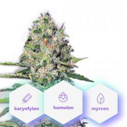 Auto Black Jack - 10 ks samonakvétací semínka Cannapio Auto Black Jack - 10 ks samonakvétací semínka Cannapio