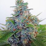 Auto Blue Amnesia autoflower semínka 5ks Ministry of Cannabis