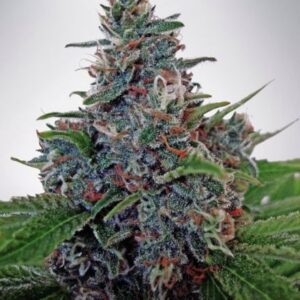 Auto Blueberry Domina - feminizovaná a samonakvétací semínka 5ks Ministry Of Cannabis