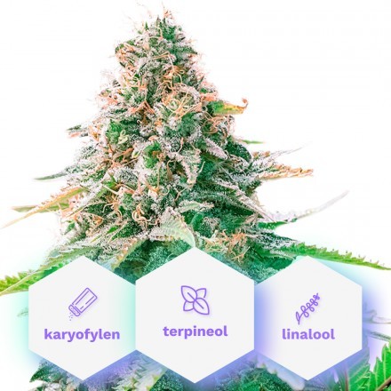 Calm - samonakvétací semena 10 ks Cannapio Premium Calm - samonakvétací semena 10 ks Cannapio Premium