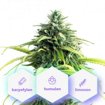 Auto Skunk One - 5 ks samonakvétací semínka Cannapio Auto Skunk One - 5 ks samonakvétací semínka Cannapio