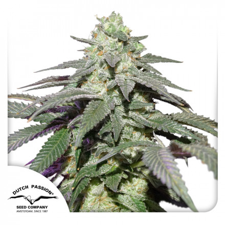 Auto Skywalker Haze® - samonakvétací semínka 3 ks Dutch Passion Auto Skywalker Haze® - samonakvétací semínka 3 ks Dutch Passion
