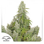 Auto Ultimate®- samonakvétací semínka 3 ks Dutch Passion