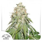 Banana Blaze® - feminizovaná semínka 3 ks Dutch Passion