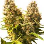 Banana Kush Cake Automatic - autoflowering semínka 5 ks Sensi Seeds