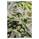 Biddy Early - 6ks feminizovaná semínka Serious Seeds