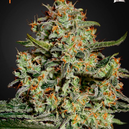 Big Bang - feminizovaná semena 10 ks Green House Seeds Big Bang - feminizovaná semena 10 ks Green House Seeds