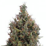 Big Bang Autoflowering - samonakvétací semínka 10 ks Green House Seeds