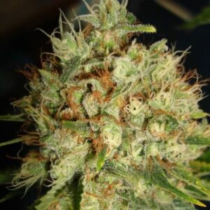Big Bud XXL – feminizovaná semínka 5 ks Ministry of Cannabis