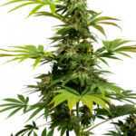 Black Harlequin CBD - feminizovaná semínka 5 ks