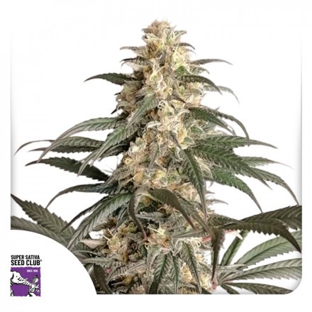 Black Lebanon - feminizovaná semena 8 ks Super Sativa Seed Club Black Lebanon - feminizovaná semena 8 ks Super Sativa Seed Club