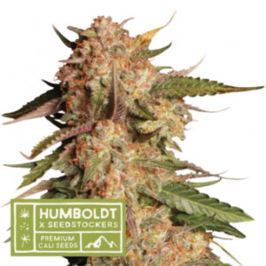 Blue Moby - feminizované semena marihuany HumboldtXSeedstockers 3 ks