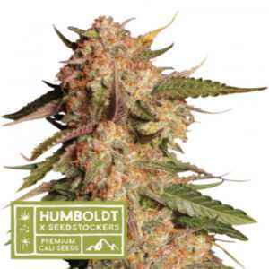 Blue Moby - feminizované semena marihuany HumboldtXSeedstockers 5 ks