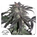 Bubba Island Kush® - feminizovaná semínka 5 ks Dutch Passion