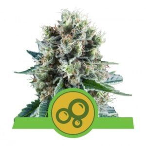 Bubble Kush - samonakvétací semínka 5 ks Royal Queen Seeds