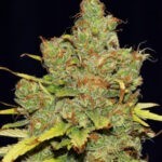 C99 x Blueberry Fast - feminizovaná semínka 5 ks Seedsman