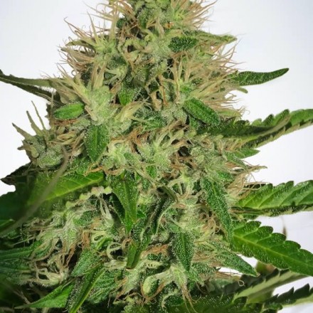 Cannabis Light - feminizovaná semínka 5ks Ministry of Cannabis Cannabis Light - feminizovaná semínka 5ks Ministry of Cannabis