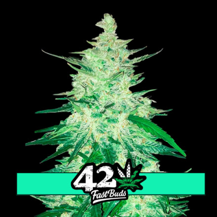 CBD Crack Auto - samonakvétací semena marihuany 5 ks Fast Buds