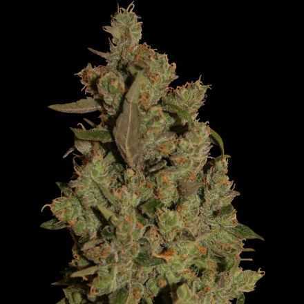 CBD Critical Cure - feminizovaná semínka 3 ks Barney´s Farm CBD Critical Cure - feminizovaná semínka 3 ks Barney´s Farm