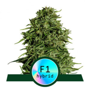 Cosmos F1 - samonakvétací CBD semena marihuany 3ks