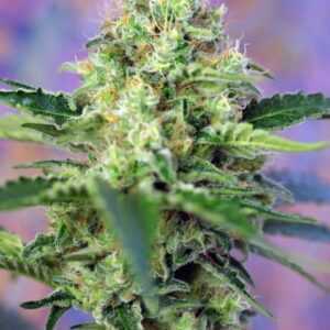 Crystal Candy - feminizovaná semínka 3 ks Sweet Seeds