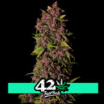 Crystal Meth Auto - samonakvétací semena marihuany 10 ks Fast Buds