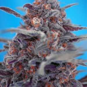 Devil Cream Auto - samonakvétací semínka 5 ks Sweet Seeds