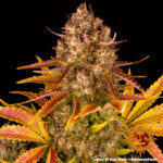 Dos Si Dos Auto - autoflowering semena marihuany 10 ks Barney´s Farm