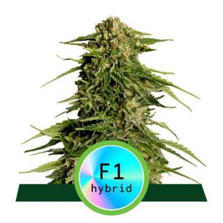 Epsilon F1 - samonakvétací semena marihuany 5ks