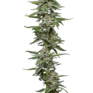 Garlic Budder - feminizovaná semena marihuany 10 ks