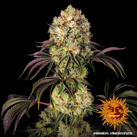 Glookies - feminizovaná semena marihuany 10 ks Barney´s Farm