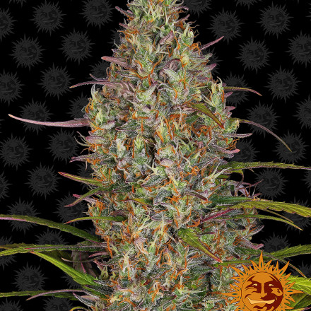 Glue Gelato Auto - autoflowering semena marihuany 10 ks Barney´s Farm