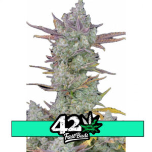 Gorilla Cookies Auto - autoflowering semínka marihuany 10 ks Fast Buds