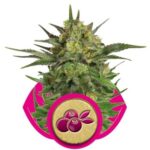 Haze Berry - feminizovaná semena 3 ks Royal Queen Seeds