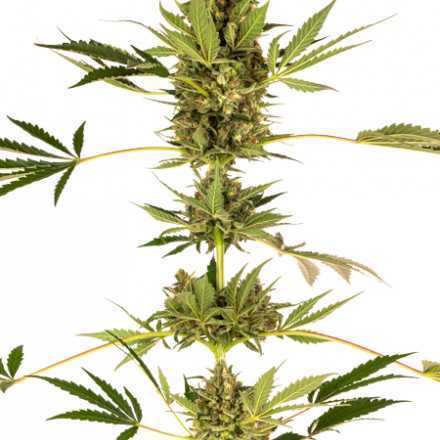 Himalayan CBD - feminizovaná semínka 3 ks Sensi Seeds Himalayan CBD - feminizovaná semínka 3 ks Sensi Seeds