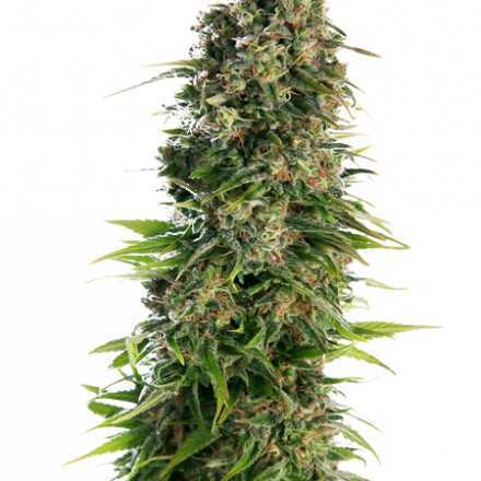 Hindu Kush - samonakvétací semena 10 ks Sensi Seeds Hindu Kush - samonakvétací semena 10 ks Sensi Seeds