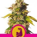 Hulkberry - feminizovaná semínka 5 ks Royal Queen Seeds