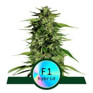 Hyperion F1 - samonakvétací semena marihuany 10ks