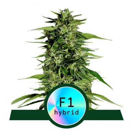 Hyperion F1 - samonakvétací semena marihuany 5ks