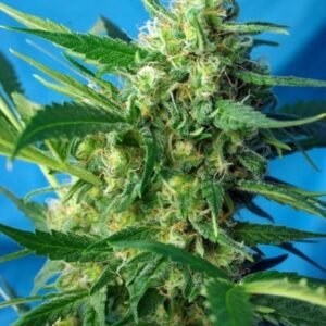 NYC Diesel Auto (dříve Ice Cool Auto) - feminizovaná a samonakvétací semínka 5ks Sweet Seeds