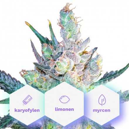 King Cheese Fast version - feminizovaná semínka 3 ks Cannapio King Cheese Fast version - feminizovaná semínka 3 ks Cannapio