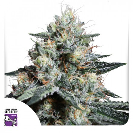 Lava Freeze - feminizovaná semena 8 ks Super Sativa Seed Club Lava Freeze - feminizovaná semena 8 ks Super Sativa Seed Club