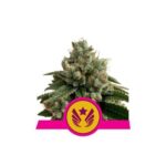 Legendary Punch - feminizovaná semínka 3 ks Royal Queen Seeds