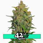 Lemon AK Auto - samonakvétací semena marihuany 5 ks Fast Buds